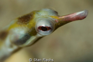 pipefish by Stan Flachs 